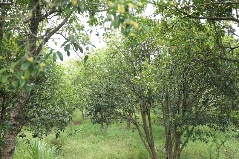 曉天鎮：桂花盛開漫天香